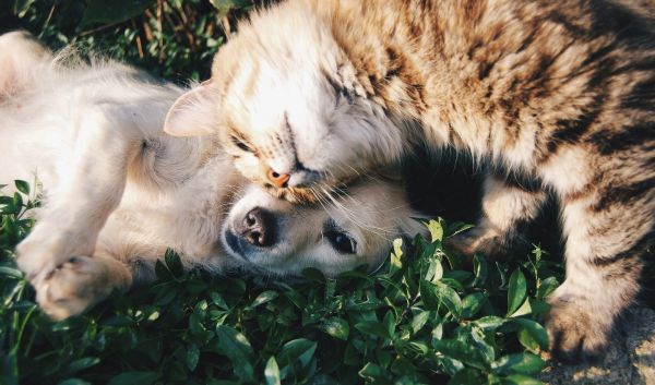Understanding animal welfare for a happier pet community