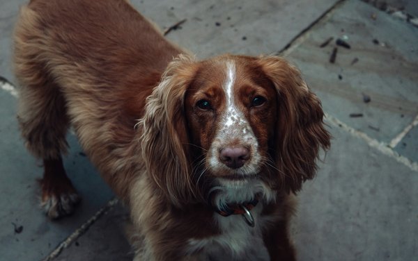 How do you diagnose and treat ear infections in Cocker Spaniels?