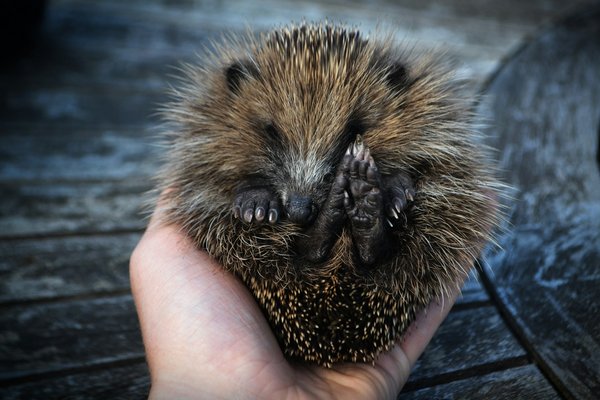 How to properly care for a UK native hedgehog in your backyard?