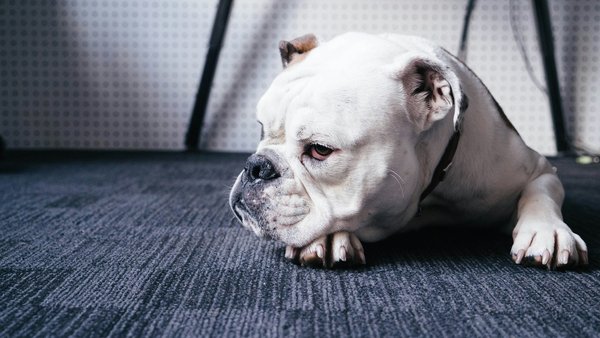 What diet changes can improve your English Bulldog's skin health?